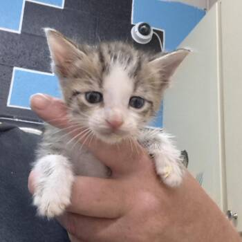 Leo -  Domestic Short Hair Cat for Adoption in Ardmore, Oklahoma - Leo | PetCurious