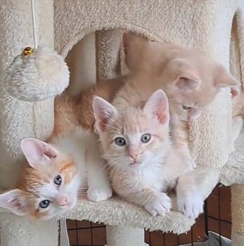 Domestic Short Hair Cats Available for Adoption - The Exuberant E