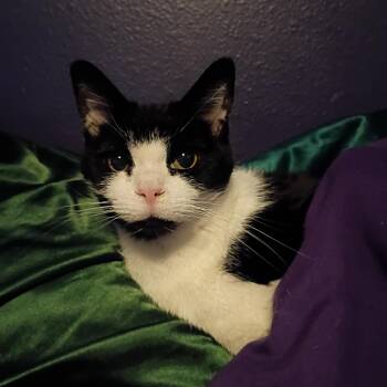 Domestic Short Hair Cats Available for Adoption in Pocatello, Idaho - Tulip | PetCurious