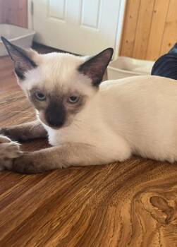 Tony -  Siamese Cat for Adoption in Phoenix, Arizona - Tony | PetCurious