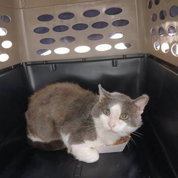 Andre the Giant -  Domestic Short Hair Cat for Adoption in Chattanooga, Tennessee - Andre The Giant | PetCurious