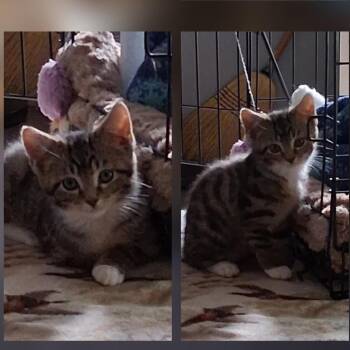 Midge -  Manx Cat for Adoption in Kittanning, Pennsylvania - Midge | PetCurious