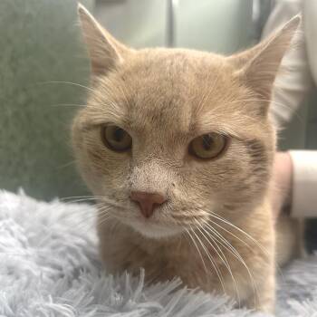 Domestic Short Hair Cats Available for Adoption - CJ | PetCurious