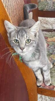 Pepper (rare color BLUE TABBY) -  Domestic Short Hair Cat for Adoption in Franklin, West Virginia - Pepper (rare Color BLUE TABBY) | PetCurious