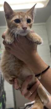 PEANUT -  Domestic Short Hair Cat for Adoption in Pensacola, Florida - PEANUT | PetCurious