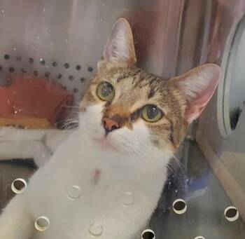Rhonda -  Domestic Short Hair Cat for Adoption in Kansas City, Missouri - Rhonda | PetCurious