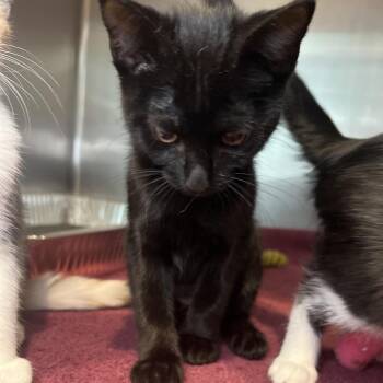 Orphington -  Domestic Short Hair Cat for Adoption in Matteson, Illinois - Orphington | PetCurious
