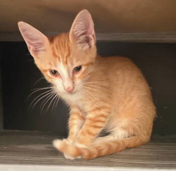 Rescue Tabby Cats for Adoption in Orlando, Florida - Simba | PetCurious