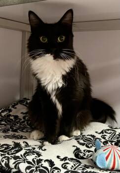 Domestic Medium Hair Cats Available for Adoption in Fullerton, Pennsylvania - Harlow | PetCurious