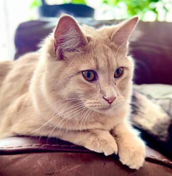 Maven now Penny -  Domestic Short Hair Cat for Adoption in Palmer, Alaska - Maven Now Penny | PetCurious