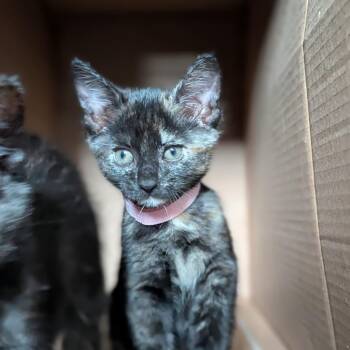 Shrimp -  Domestic Short Hair Cat for Adoption in Philadelphia, Pennsylvania - Shrimp | PetCurious