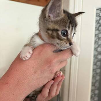 Tabby Cats Available for Adoption in Tehachapi, California - Brown | PetCurious
