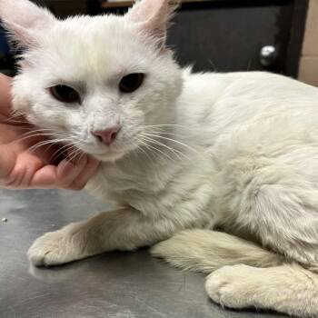 Shelby -  Domestic Short Hair Cat for Adoption in Newport, North Carolina - Shelby | PetCurious