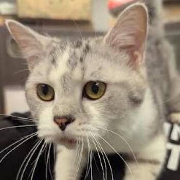 British Shorthair Cats Available for Adoption in Jeffersonville, Indiana - Romie | PetCurious