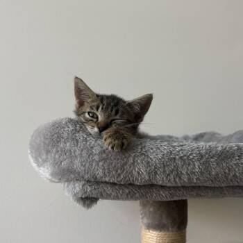 Perla (Cinderella) -  Domestic Short Hair Cat for Adoption in Charlotte, North Carolina - Perla (Cinderella) | PetCurious
