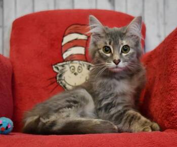 Domestic Long Hair Cats Available for Adoption in Roanoke, Texas - Lexi | PetCurious