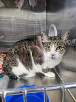 Domestic Short Hair Cats Available for Adoption in Maryville, Tennessee - Sasha | PetCurious