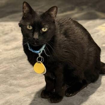 Viggo -  Domestic Short Hair Cat for Adoption in Tucson, Arizona - Viggo | PetCurious