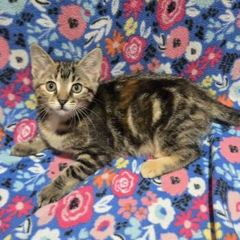 Buttercup - Loving & Sweet -  Domestic Short Hair Cat for Adoption in Hamilton, Ontario - Buttercup - Loving & Sweet | PetCurious