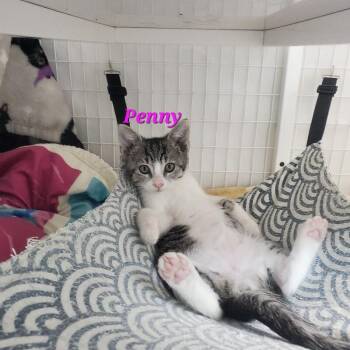 Penny pink nose -  Domestic Short Hair Cat for Adoption in Diamond Springs, California - Penny Pink Nose | PetCurious