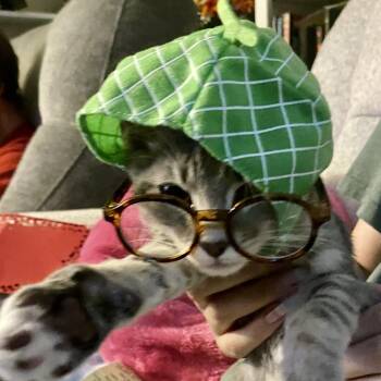 Snap -  American Shorthair Cat for Adoption in Freeport, Florida - Snap | PetCurious