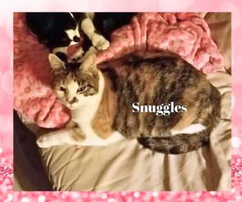 Rescue Calico Cats for Adoption in Orange City, Florida - Snuggles (w/Sammy) | PetCurious