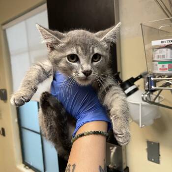 Domestic Short Hair Cats Available for Adoption in Pasadena, California - Concrete | PetCurious