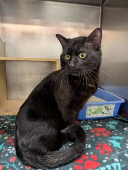 Zeus -  Domestic Short Hair Cat for Adoption in Island Lake, Illinois - Zeus | PetCurious
