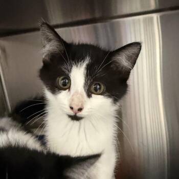 Lefse -  Domestic Short Hair Cat for Adoption in Detroit Lakes, Minnesota - Lefse | PetCurious