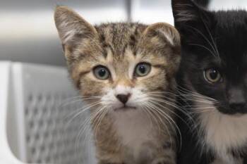 04893B Parker -  Domestic Short Hair Cat for Adoption in North Charleston, South Carolina - 04893B Parker | PetCurious