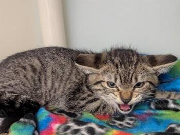 Domestic Medium Hair Cats Available for Adoption in Salinas, California - LEO | PetCurious