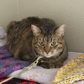 Domestic Short Hair Cats Available for Adoption - Peanut Butter | PetCurious