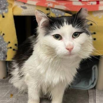 Domestic Medium Hair and Domestic Short Hair Cats Available for Adoption in Wheaton, Illinois - Monte Cristo | PetCurious