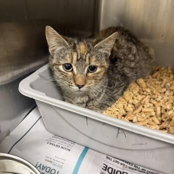 Domestic Short Hair Cats Available for Adoption - Dalliance | PetCurious