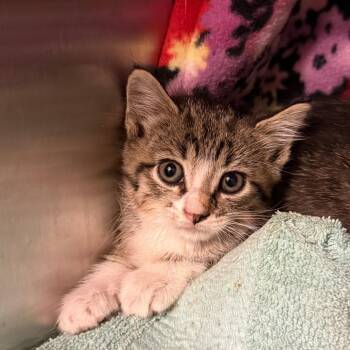 Alice -  Domestic Short Hair Cat for Adoption in Council Bluffs, Iowa - Alice | PetCurious