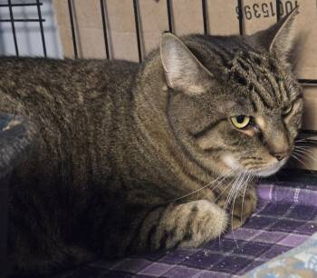 2026-81 Echo -  Domestic Short Hair Cat for Adoption in Windsor, Connecticut - 2026-81 Echo | PetCurious