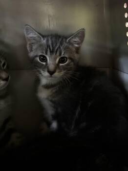 Maddi In Foster Care -  Domestic Short Hair Cat for Adoption in Honesdale, Pennsylvania - Maddi In Foster Care | PetCurious