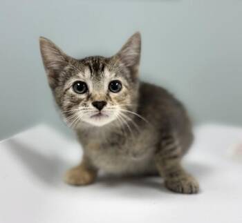 Salsa -  Domestic Short Hair Cat for Adoption in Sioux City, Iowa - Salsa | PetCurious
