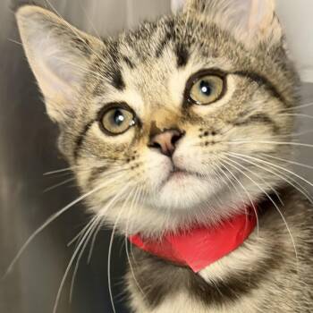 Batistuta -  Domestic Short Hair Cat for Adoption in Los Angeles, California - Batistuta | PetCurious