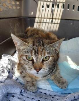 Domestic Short Hair Cats Available for Adoption - Fern (Barn Cat) | PetCurious