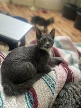Domestic Short Hair Cats Available for Adoption - Radius | PetCurious