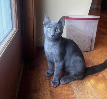 Navy -  Domestic Short Hair Cat for Adoption in Duxbury, Massachusetts - Navy | PetCurious