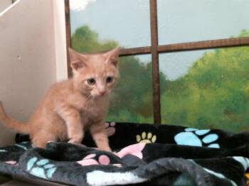 Domestic Short Hair Cats Available for Adoption in Houston, Texas - BENNY | PetCurious