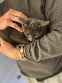 Rescue Domestic Short Hair Cats for Adoption in Marlette, Michigan - Barney | PetCurious