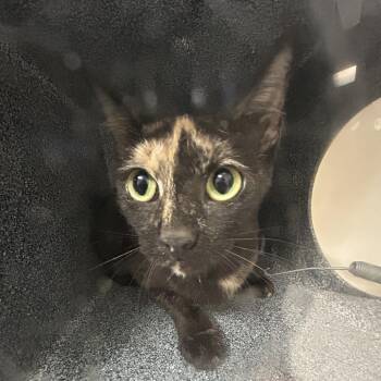 CRYSTAL -  American Shorthair Cat for Adoption in Lufkin, Texas - CRYSTAL | PetCurious