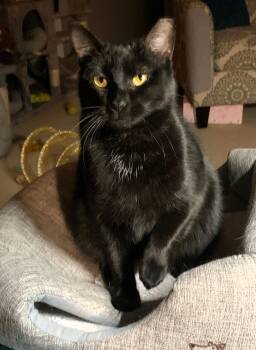 Rae -  American Shorthair Cat for Adoption in Bonaire, Georgia - Rae | PetCurious