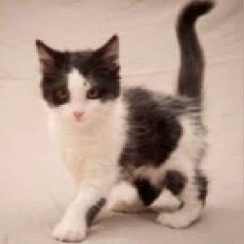 Meadow-FS -  Domestic Medium Hair Cat for Adoption in Orangevale, California - Meadow-FS | PetCurious