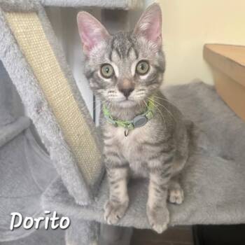 Dorito -  Domestic Short Hair Cat for Adoption in Catasauqua, Pennsylvania - Dorito | PetCurious