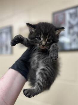STARFISH -  Domestic Medium Hair Cat for Adoption in Aliquippa, Pennsylvania - STARFISH | PetCurious
