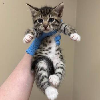 Linus -  Domestic Short Hair Cat for Adoption in Birmingham, Alabama - Linus | PetCurious